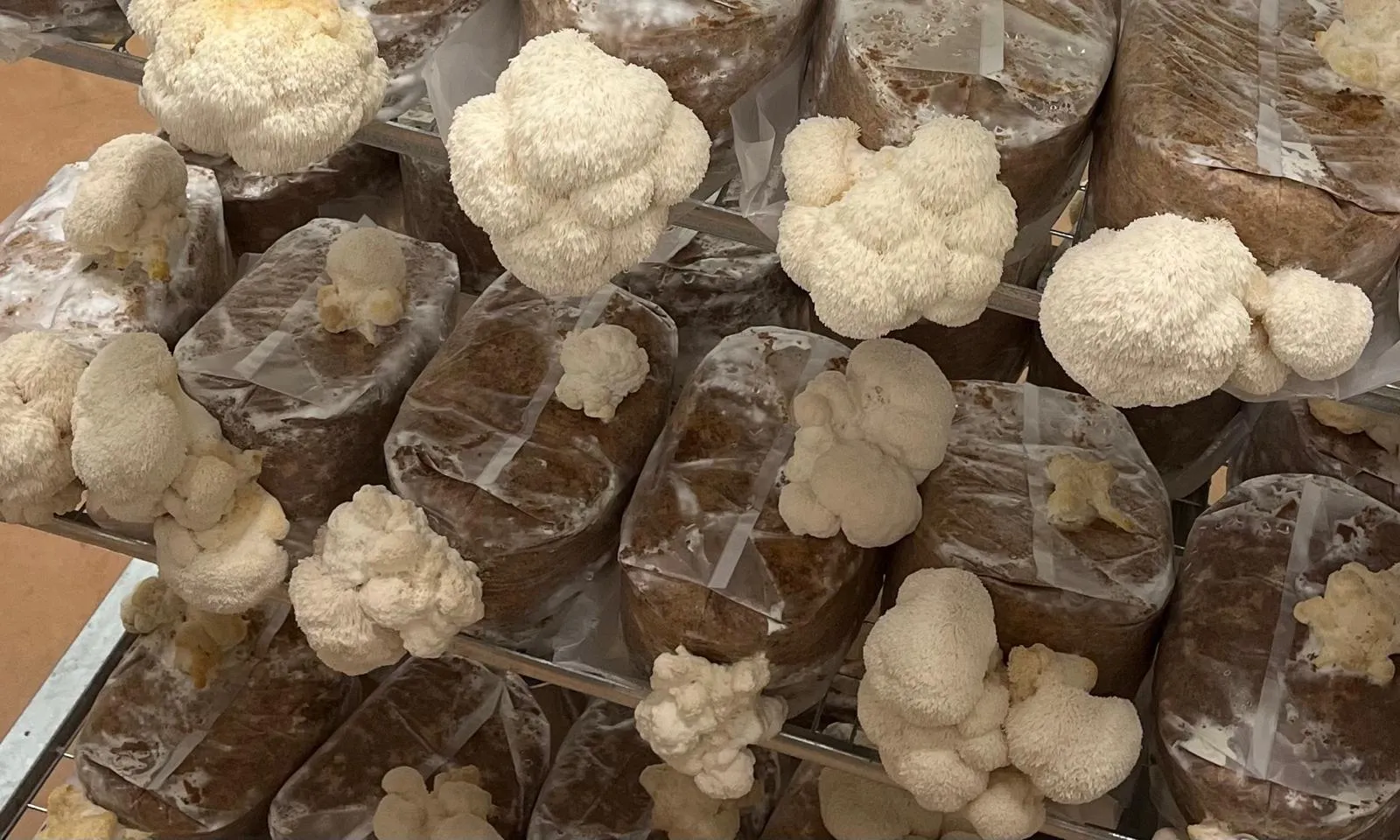 Hericium en culture sur sac substrat — Les Myconautes