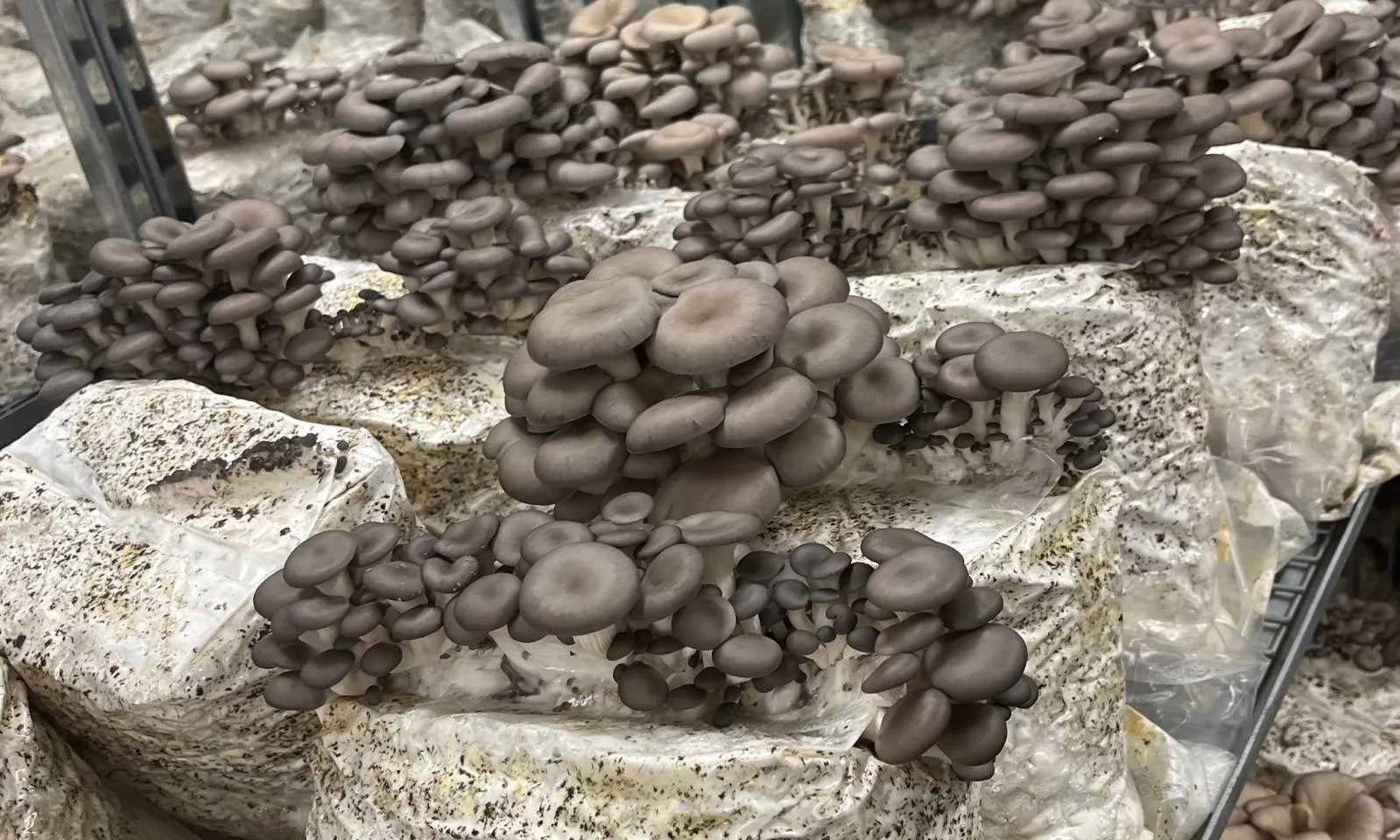 Pleurote en culture sur sac substrat — Les Myconautes