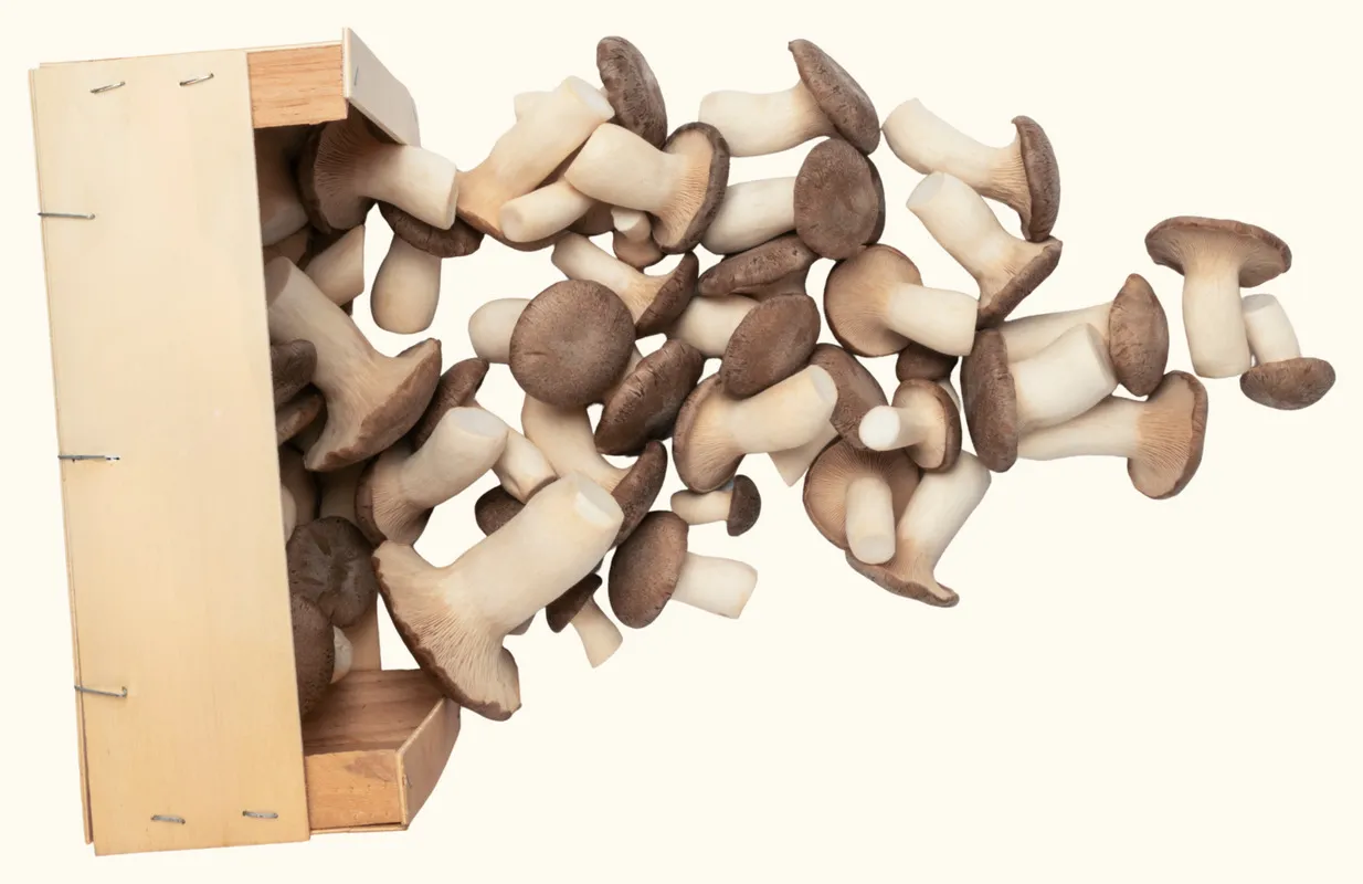 Cagette d'eryngii frais — Les Myconautes