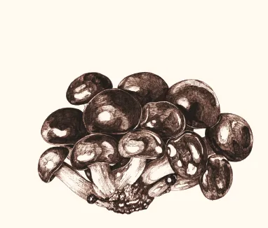 Nameko — illustration