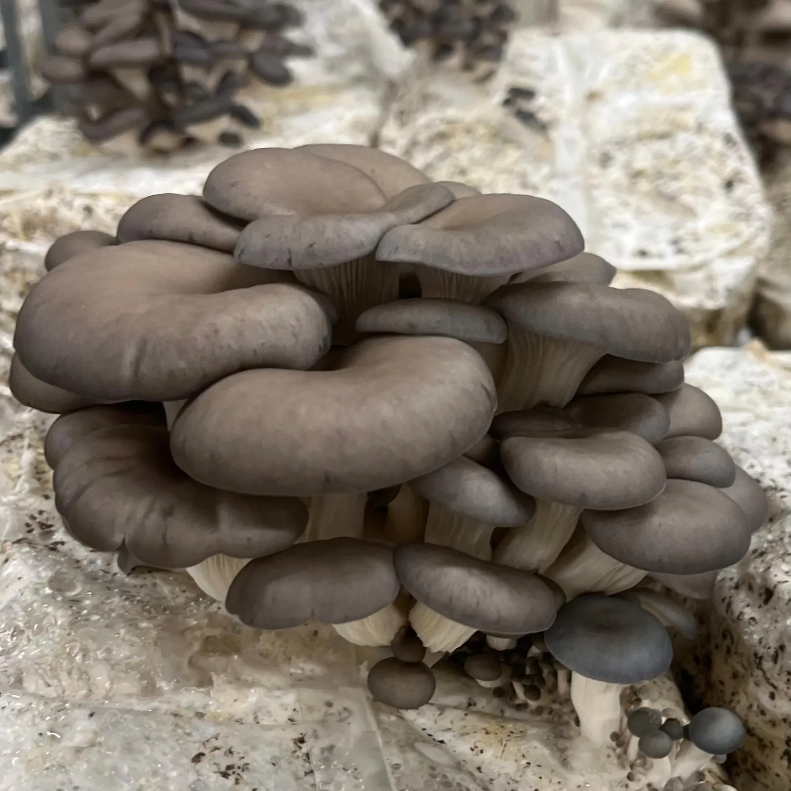 Pleurote fraîche cultivée par Les Myconautes