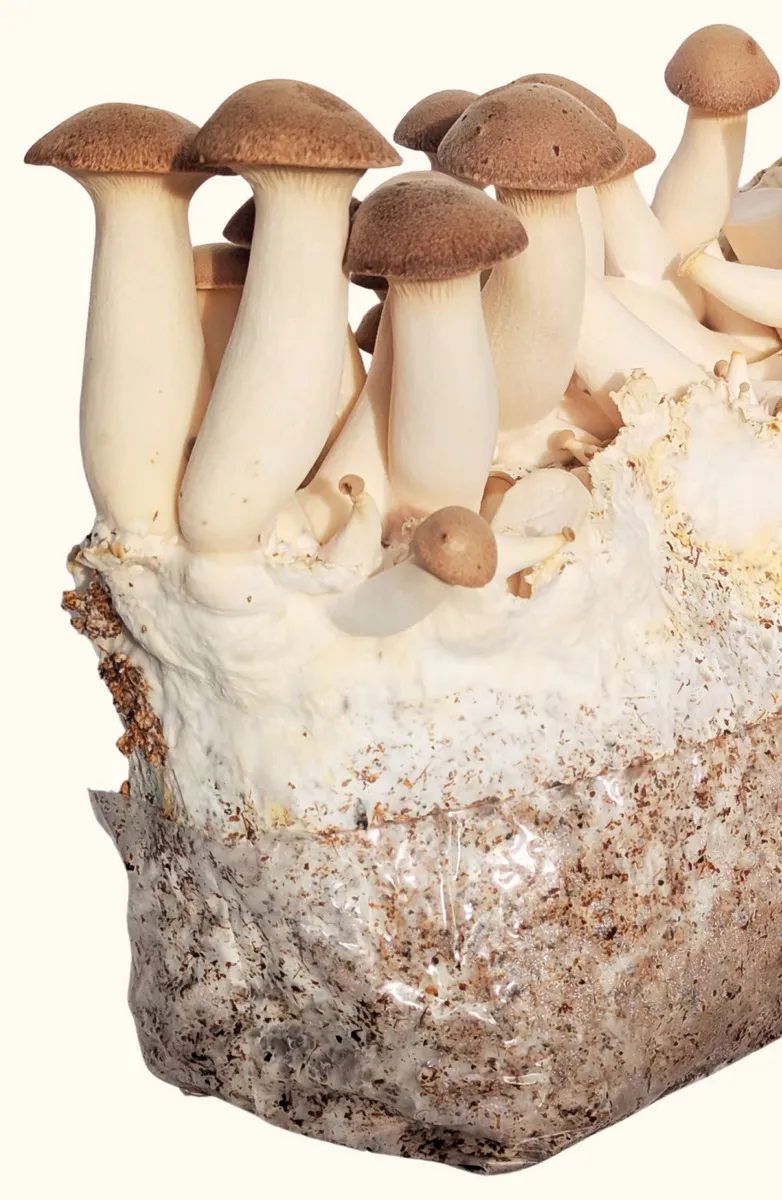 Sacs de substrat d'eryngii en fructification