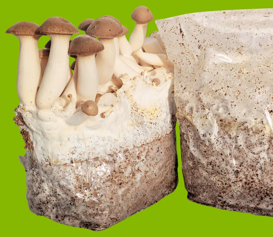Substrat d'eryngii en fructification à la maison