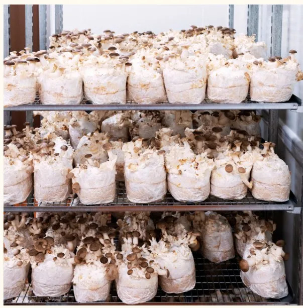 Sacs de substrat inoculé en fructification