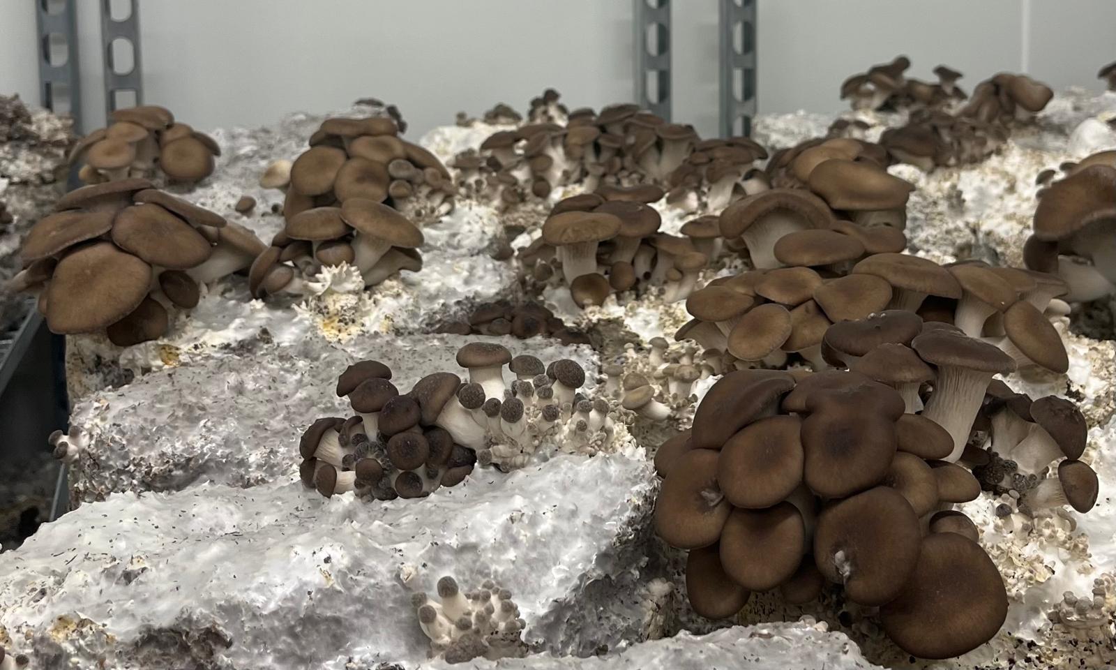 Pleurote Black Pearl en culture sur sac substrat — Les Myconautes