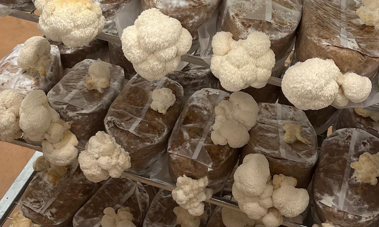 Hericium en culture sur sac substrat — Les Myconautes