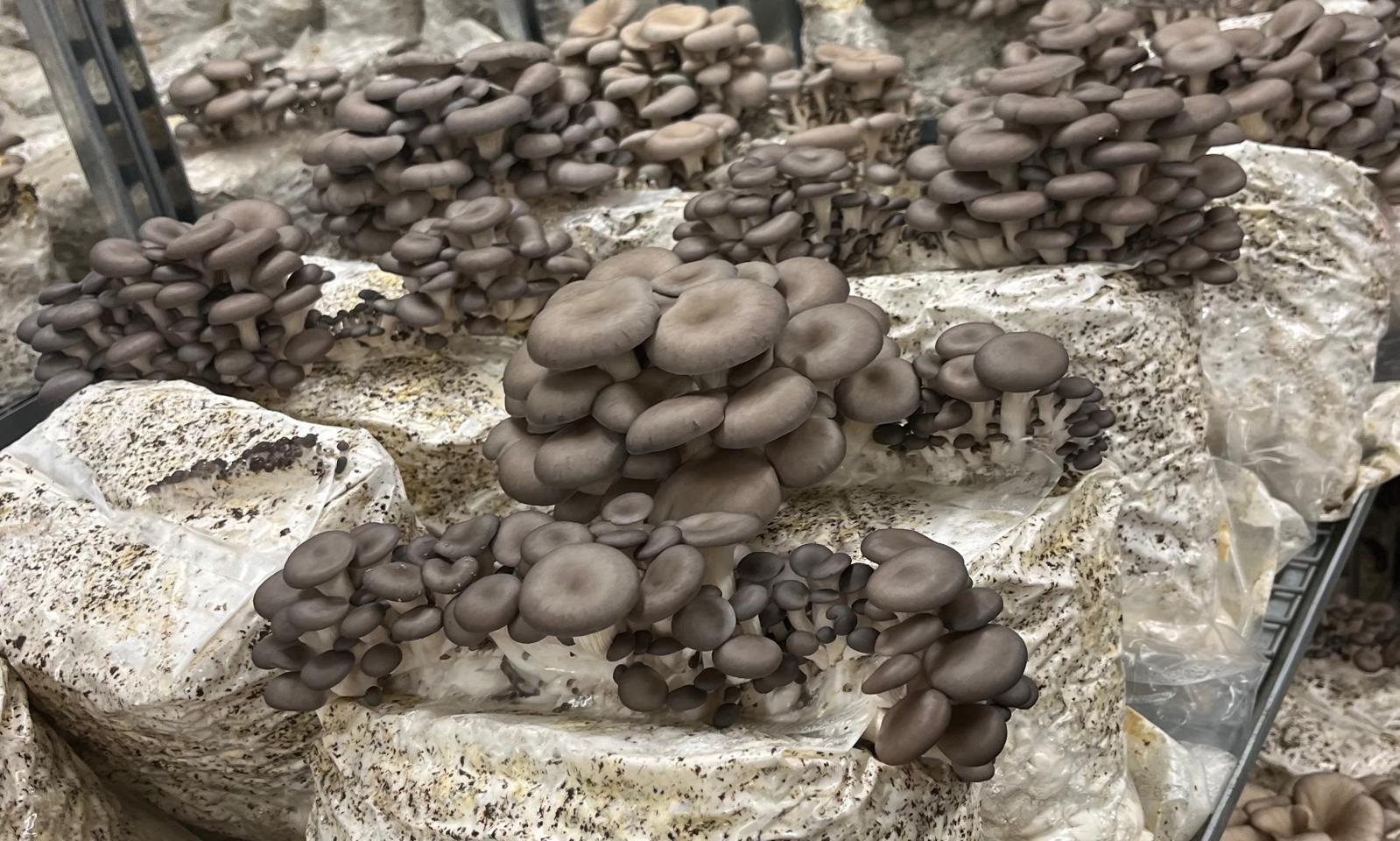 Pleurote en culture sur sac substrat — Les Myconautes
