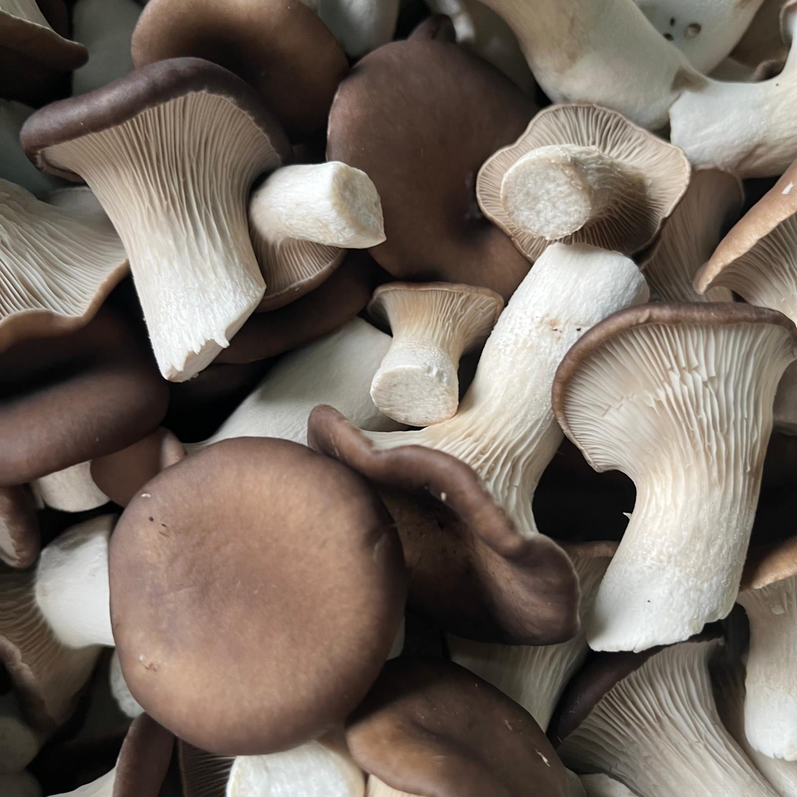 Pleurote Black Pearl cultivée par Les Myconautes
