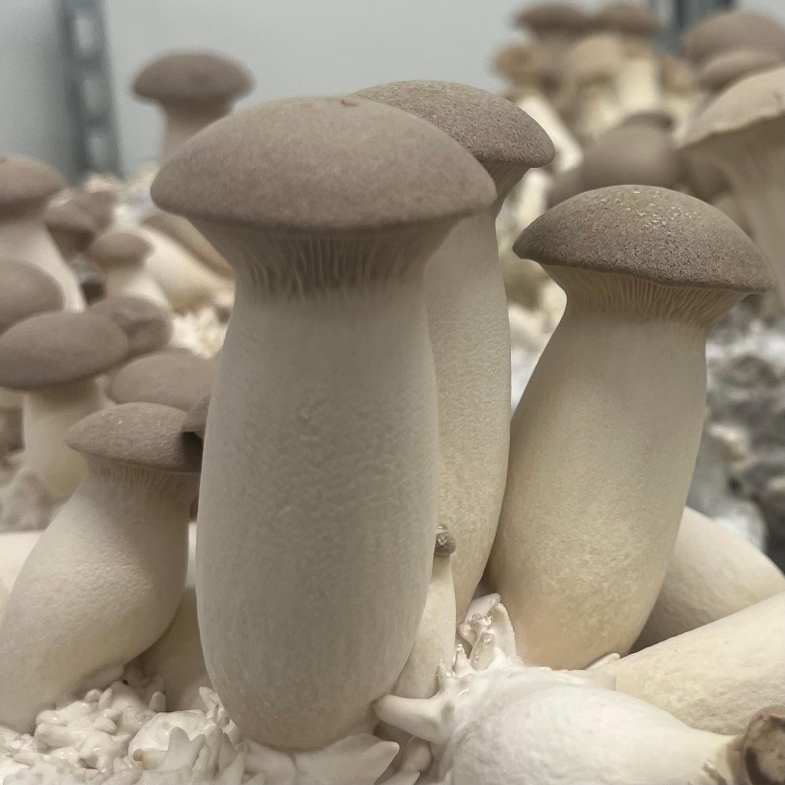 Éryngii frais cultivé par Les Myconautes