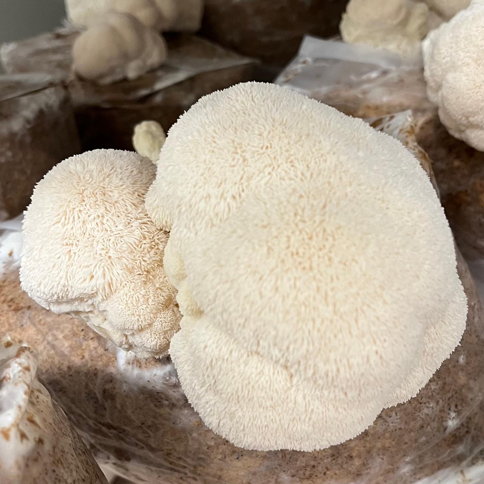 Hericium (crinière de lion) cultivé par Les Myconautes