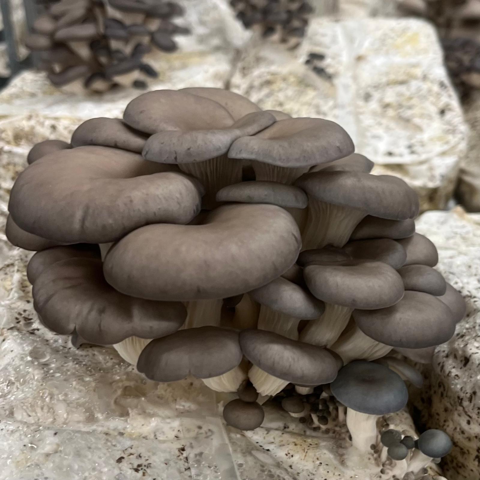 Pleurote fraîche cultivée par Les Myconautes